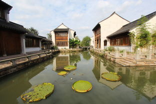 秋風起蟹腳癢，陽澄湖沙家浜兩日尋味游